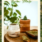 Yerba Mate Tea - Saf Mate Çayı