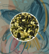 Jasmine Cream Tea - Jasmine Green Tea